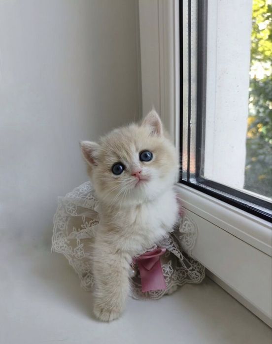 Золотые котята окрас шиншилла
