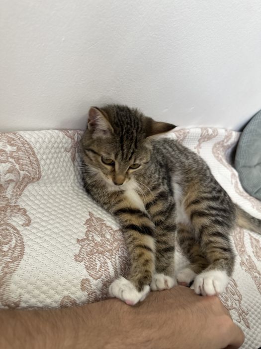 Кошка девочка бесплатно отдаю