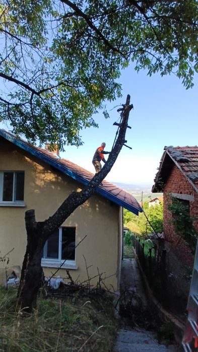 Рязане на опасни дървета кастрене с вишка