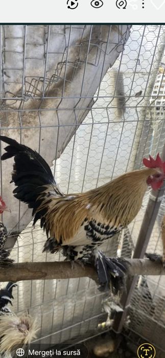Pasarii mai multe rase ,schimb cu gaini outoare