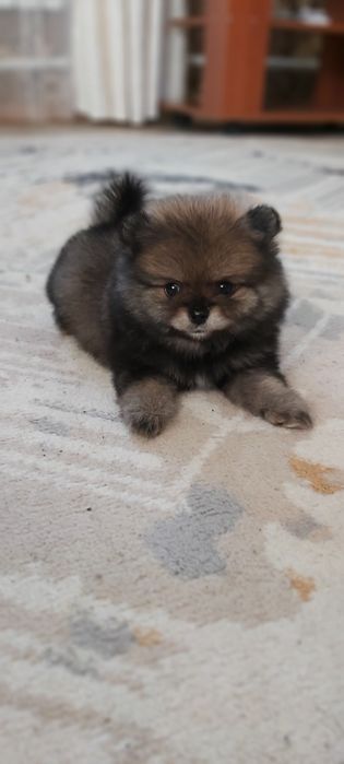 Шпиц мальчик готов к переезду