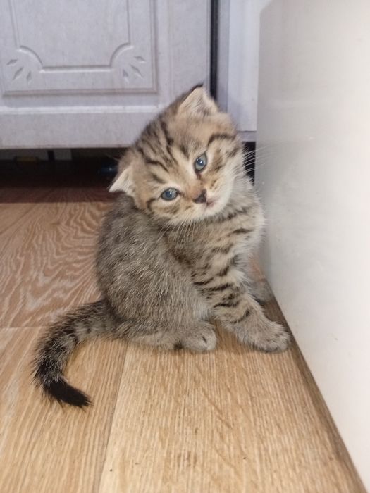 Продам вислоухих котят