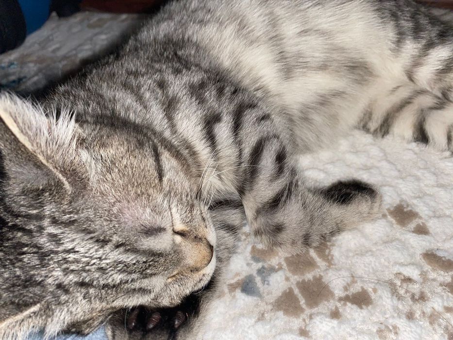 Бесплатно береміз