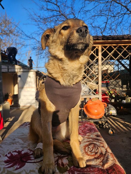 Щенки в добрые руки