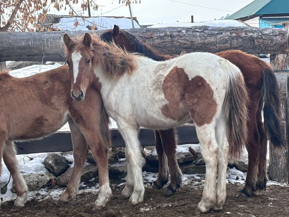 Годовалый лошадь