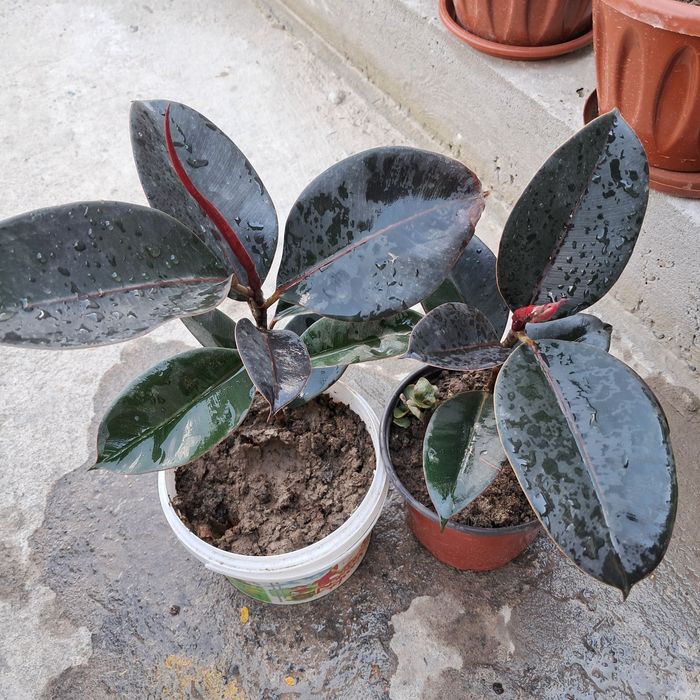 Разное продается Мырзакент