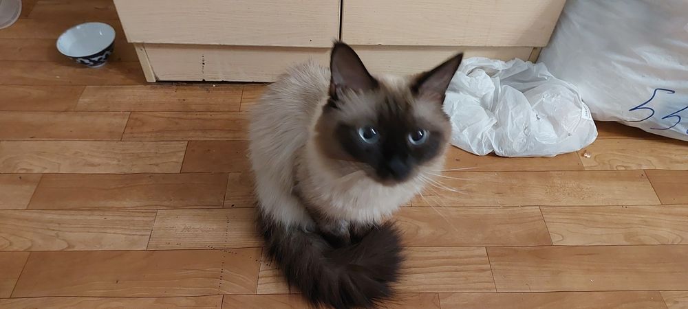 Отдам кота в добрые руки