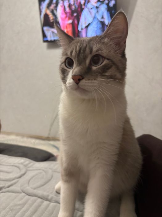 Отдам кота в хорошие руки