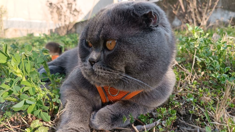 Шотландский фолд для вязки