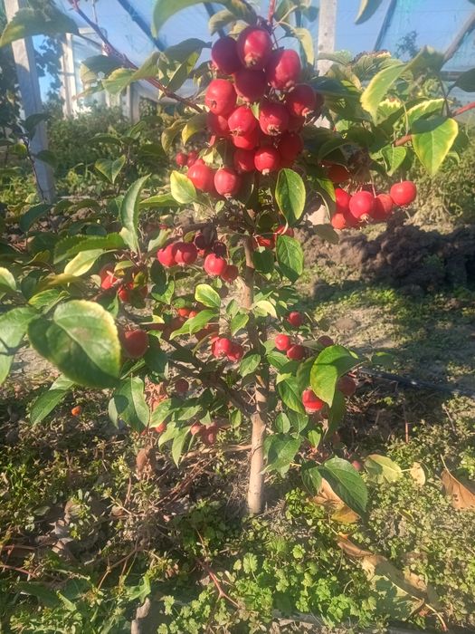 Pomi altoiți, pomi eczotici,columnari,trandafiri, viță de vie,nuc.