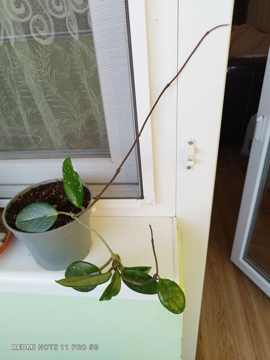 Восъчно цвете -бяло ухание