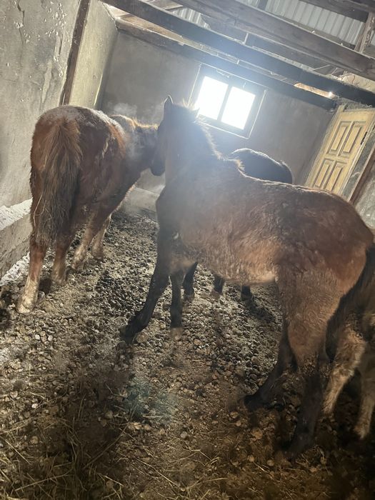 Продам продам жерябят