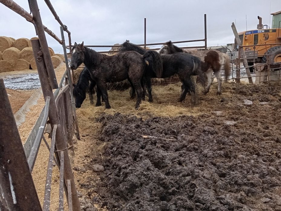 Продам тай с откорма