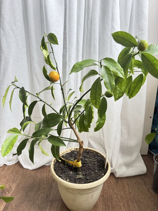 Цитрусовые растения