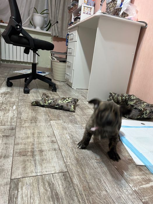 Отдам щенка в хорошие руки