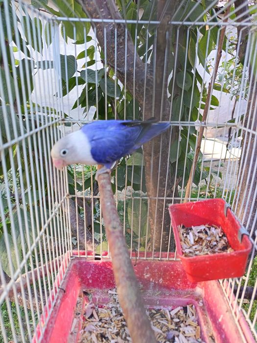 totiquw popugay moda tayyor