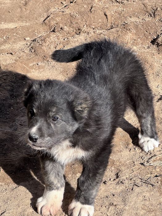 Тұқымды күшік 2 айлық