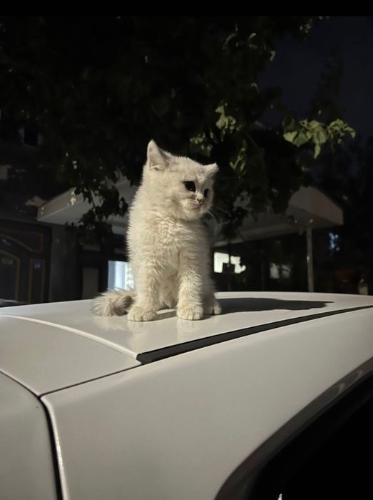 Британский серебристый шиншилла