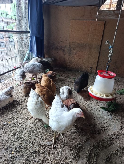 Puicuțe cu vârsta de 3 luni jumătate