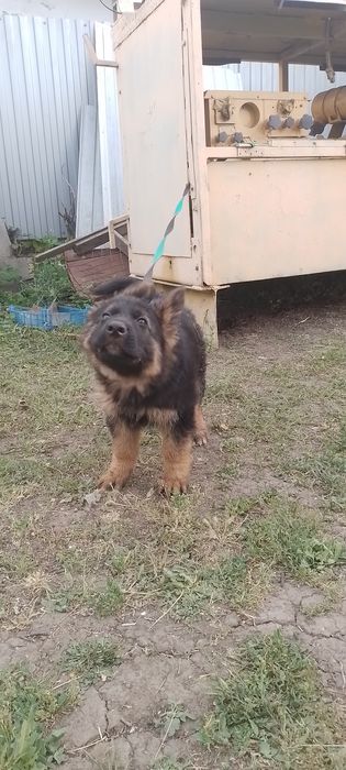 Немецкая овчарка