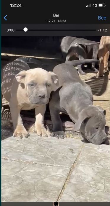 Щенки американский булли