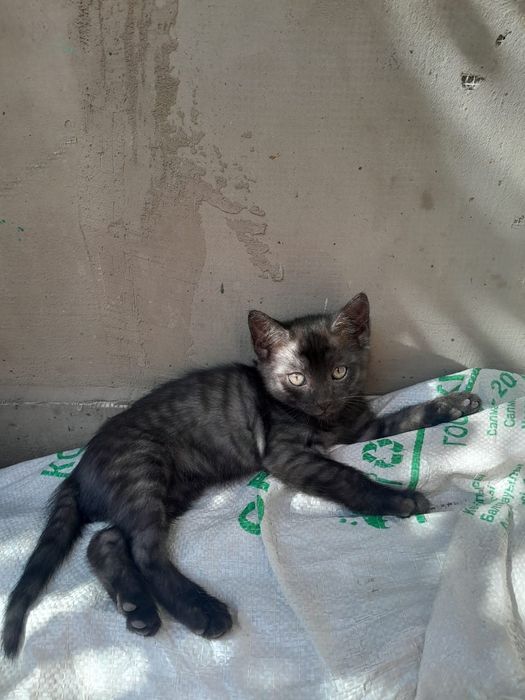 Котёнок мальчик 2 месяца