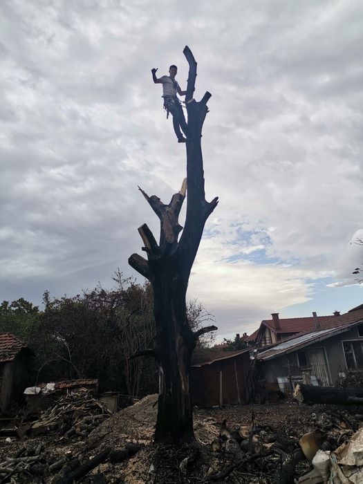 Рязане на опасни дървета в близост до сгради жици и други