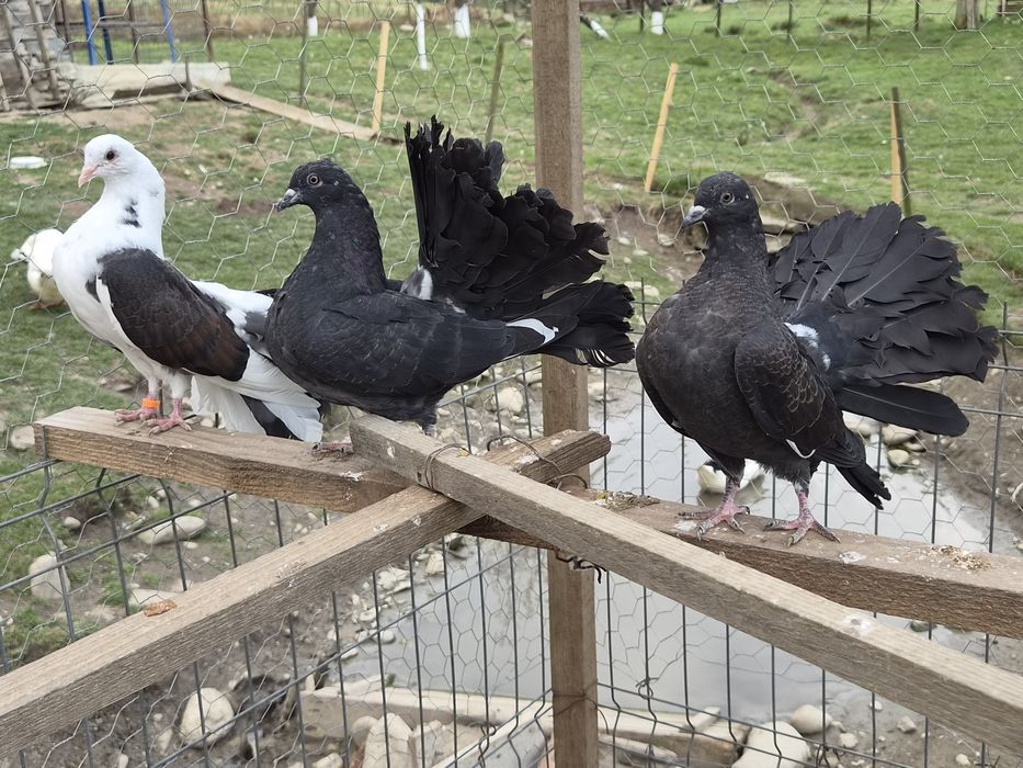 Vând porumbei voltați/ pave.