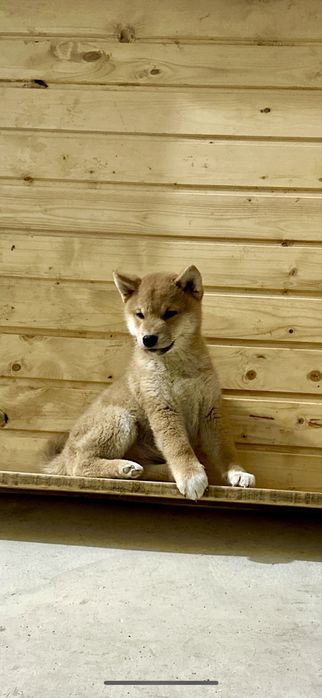 Baietel Shiba Inu deosebit