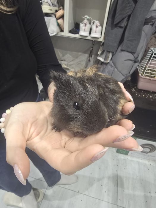 Морские свинки 1.5 месяца