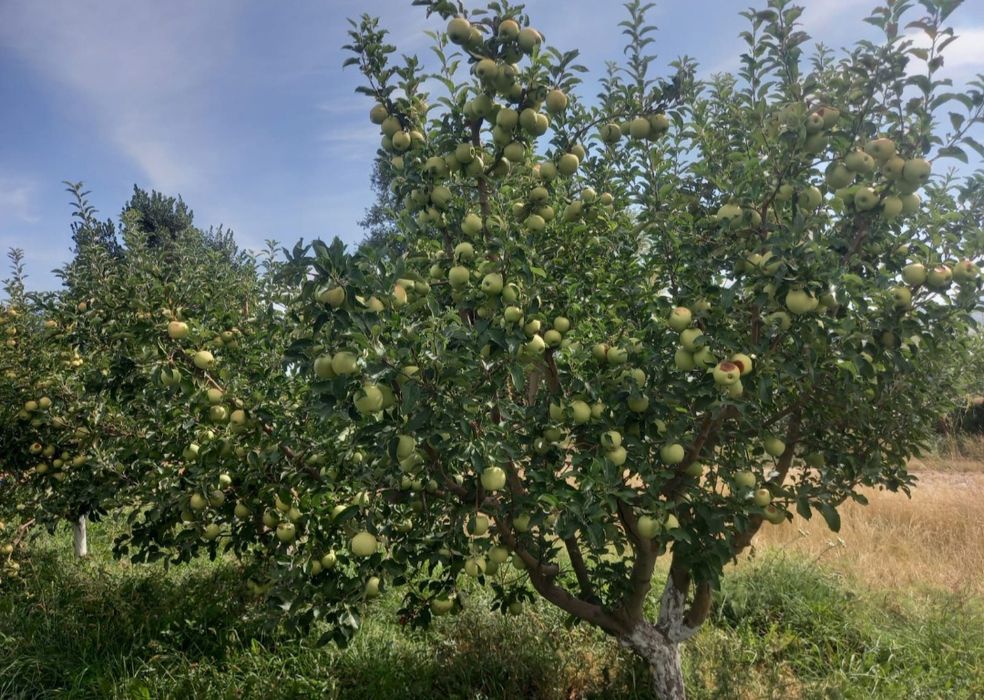 Яблоневый сад, 5 гектаров