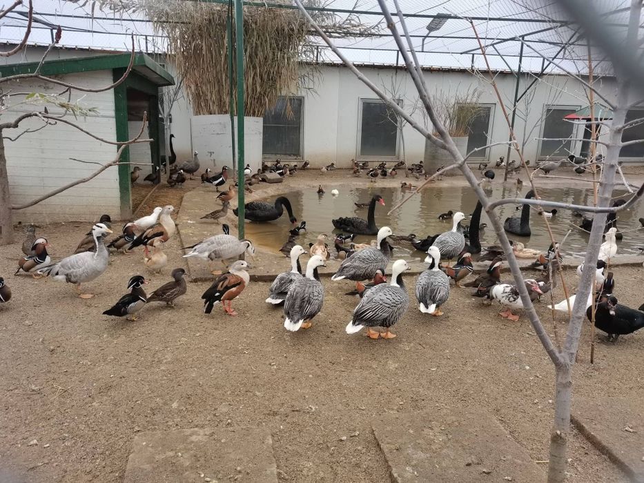Vând rate mandarin, carolin, fluieratoare, gaste, lebede, rate exotice