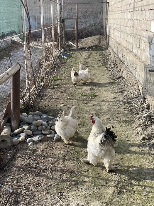 Брама тухумлари сотилади