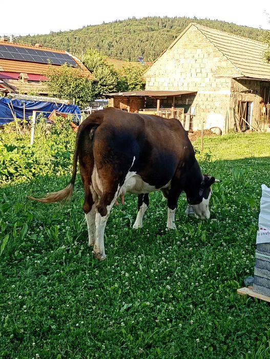 Vaca de vânzare