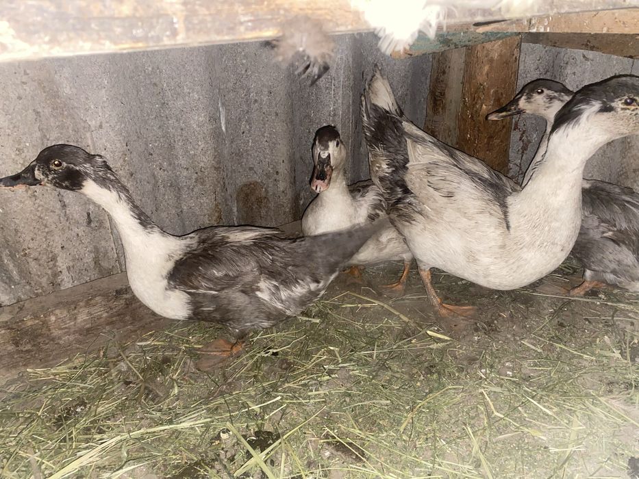 Утки продам, үйректер сатылады