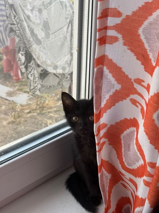 Отдам двух котят
