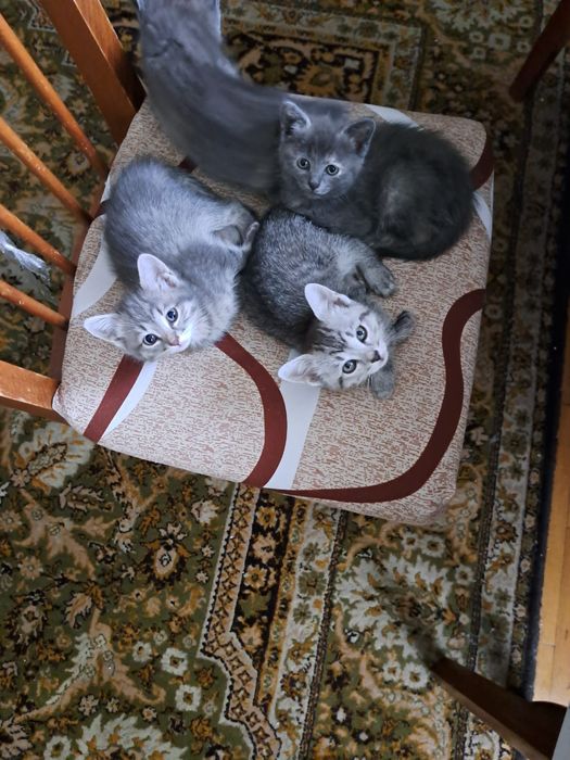 Милые Котята,даром