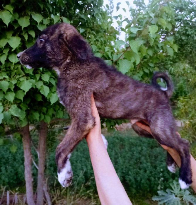 Собаки и щенки в Термезе