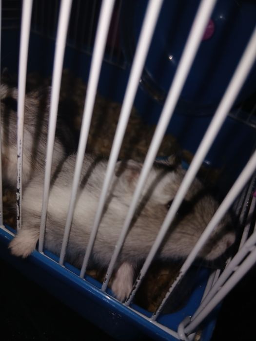 Хомяки с клеткой