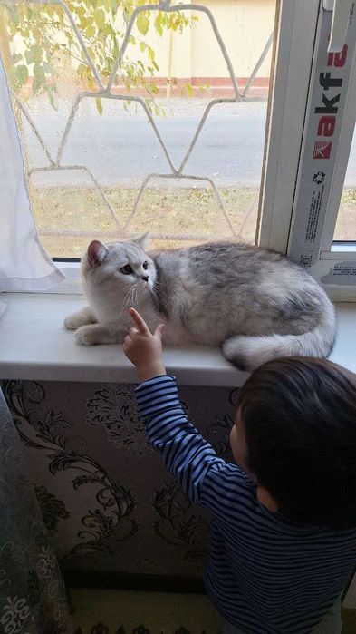 Вяска Британский шиншилла