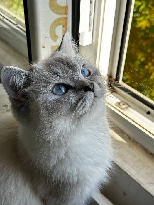 Mushuk sotiladi srochno!