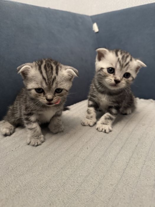 Шотландские котята