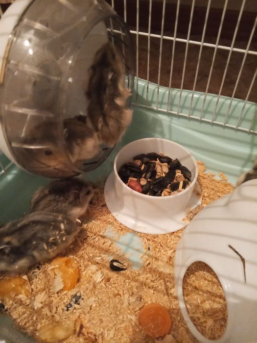 Продам Хомяков!(Джунгарики)