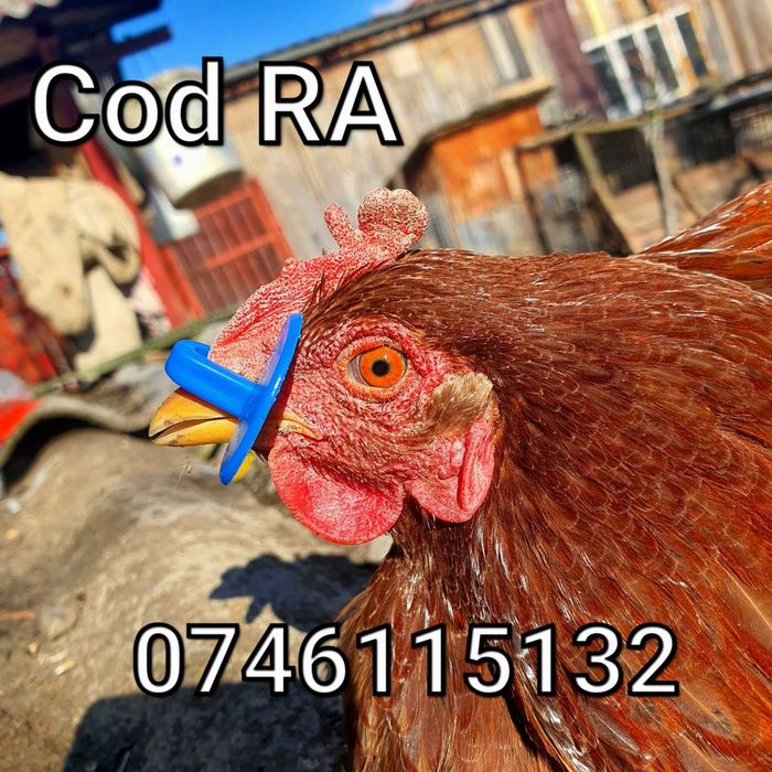 RA - Ochelari Gaini Fazani Pauni Cocosi Pasari-FARA STRAPUNGERE NAZALA