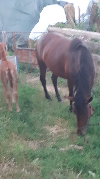 Vand iapa cu manza de pe ia