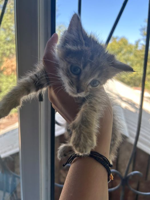 Котенок мальчик в добрые руки