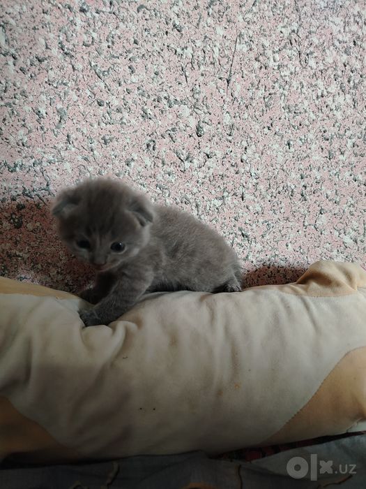 aqilli parodalik toza zotli mushukchalar sotuvda