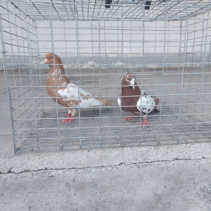 Желти красни белабоки пара