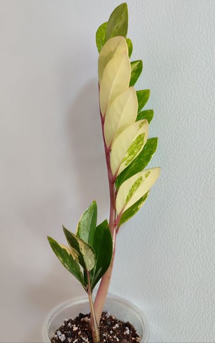 Замиокулькас вариегатный