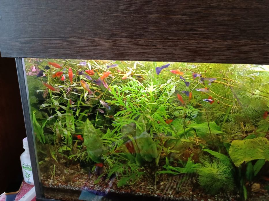 Продам растения,и аквариумные рыбки
